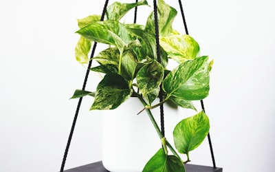 世界杯决赛现场盛况，球迷欢呼庆祝